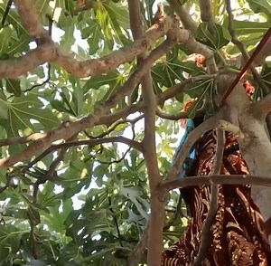 Cutting and sewing summer sleeping tent net#iran #nómadas #dress #tailoring tailori | Outdoor Cooking