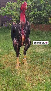 Japanese shamo rooster | SHAMO UK