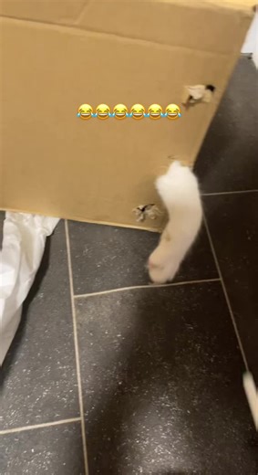 Helen Simpson on TikTok