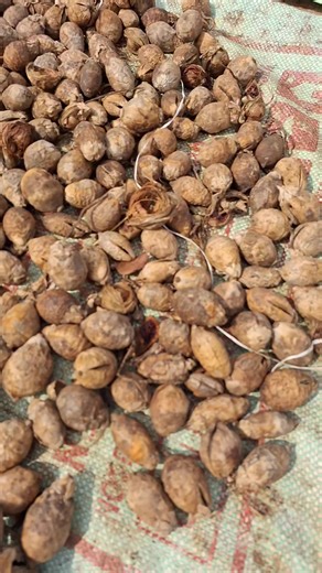 14K views · 221 reactions | Areca nut breaking video / kotta pakku | JBJ Squad | Facebook