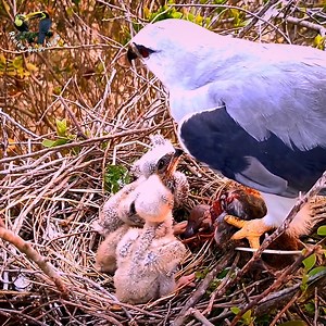 Baby Birds Compete For Each Other Snatch Out Lizard Head From Their Mother White - Tailed Kite | Review Birds News
