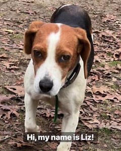 🗽New York residents! We have an adorable beagle girl who is ready for her forever home! Meet Liz! Beagle Freedom Project rescued her from a backyard breeder situation where she spent years confined outdoors. She has since been living in a loving foster home, learning how to be part of a family. She loves romping with her beagle friends, and playing chase & doing zoomies are among her favorite activities! She is four years old. She is currently in New York, but if you are willing to travel, plea