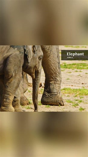 Amazing Asian Swallows & Majestic Elephants: Nature's Wonders! #shorts