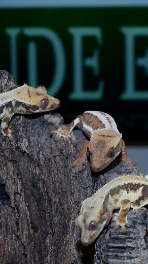 The Altitude Exotics Summer Blowout Sale is coming!! June 2nd it all kicks off. Huge deals, discounts, specials, and more than 120 new geckos to choose from, starting at $99! Www.altitudeexotics.com | Altitude Exotics