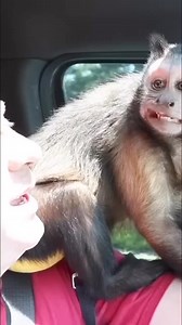 14K views · 785 reactions | MonkeyBoo makes FRIENDS Starbucks #monkey #starbucks #friends #cute | MonkeyBoo | Facebook