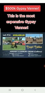 This guy I believe is still the most expensive Gypsy Vanner to date. My goodness was this a crazy day at Cowgirl Caddilacs auction! The way the bid jumps, it will have your jaw dropped! We have the making for a Brenin and Fiona foal on our calendar for 2025, foal will be born in 2026. Guaranteed solid buckskin with 50% chance having sabino and EDXW3. And it won't cost $500k to own! 😉 | Strawberry Gypsyvanners
