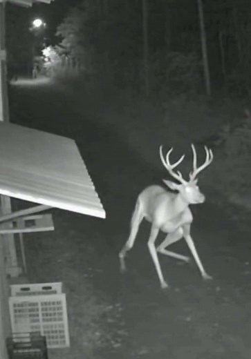 Understanding the Wendigo: Myth and Mystery