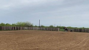 Bugs and @presley_shepherd  #wildeyeranchtraining #teamshepherdranch #shepherdranchhorses @shepherd_ranch_horses | Wild Eye Ranch | Facebook