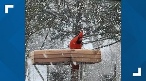 Triad residents capture winter magic, share snowy scenes