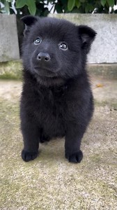 #Schipperke #nycschipperke Schipperkepuppies For Adoption By Frankline Schaffer | Schipperkepuppies For Adoption By Frankline Schaffer
