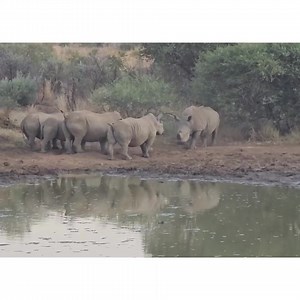 Waterholes are often found on the border of the rhinos territories. Here we have a crash that looks like a female with 3 adolescent rhinos. As the bull arrives he announce himself with growling and blowing noises. The crash forms the wall and as he gets closer you will notice their tails all curl up one by one. Showing that they feel a bit anxious but not necessary aggressive. The bull, if not dehorned, will show off his horn and would even dig it into the sand or mud. He kind of showed that mov