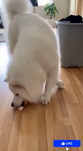 303K views · 7.5K reactions | Greedy chihuahua, punished by Luffy. #trendingvideo #funnyvideos #doglover | Funny Moments | Facebook