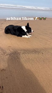 🐎🐎🐎haypi 🥰 | Nabil Saadoune