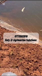 Agrimarine Solutions The Only Ones to Deal With in Fish Farming! From pond construction to disease management, training, feed guidance, and cooperative setup — Agrimarine Solutions is your trusted partner in catfish and tilapia aquaculture. Why choose us? • Proven expertise in fish farming solutions • Support for both smallholders and commercial operations • Custom training, farm design, and technical support Visit us at: 54 Selous Avenue, Corner 6th, Harare, Zimbabwe Call us: 0719 502 023 Websi