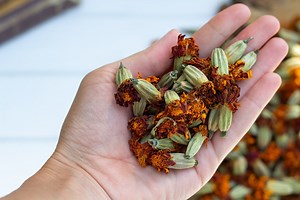 Heads of Marigolds, Dried Flowers, Tagetes Patula, Dried Flower Heads, Marigold Flowers, Tagetes Erecta - Etsy