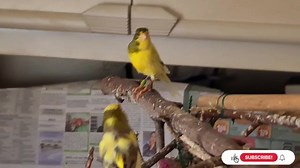 CANARIES 🖤 💛👍 | Canary birds Kanarienvögel