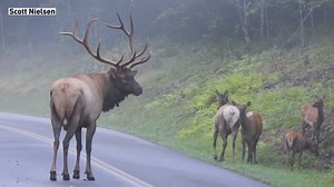 🔊 SOUND ON 🔊 The sights and sounds of Cataloochee elk. Share your wildlife photos and videos with us through Chime In: http://bit.ly/2uOc4dO | WLOS ABC 13