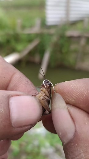 873K views · 7.5K reactions | Mancing gurami #mancing #mancingmania #viral #strikeikanbesar | Misrawardi adventure | Facebook