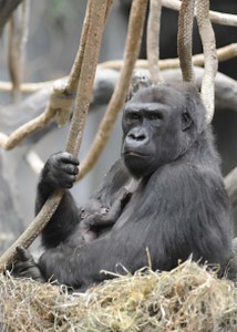 Brookfield Zoo Welcomes Newborn Gorilla