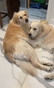 Dis Bubba no Lazy. YOU LAZY Lisa! 😇 Bubbacini, Angel Expert | Along Came Polly, Rosie and Bubba