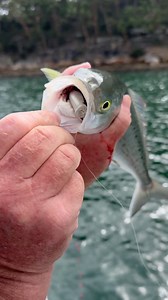 3.3K views · 29 reactions | The Halco Roosta - Whats your go to colour? | Al McGlashan | Facebook