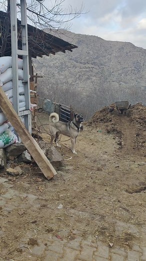 Yürek ve Cesaret: Yaşamak İçin Neler Gerek?