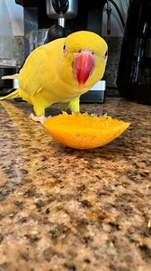 Peleas por un mango 🥭 😅🐥🦜 . . . . . . . . #_lovely_parrots_ #parrotsofinstagram #parrots #pets #petsofinstagram #petsagram #petsmart #petlovers #worldofcutepets #birdsofinstagram #birds #animals #animalsofinstagram #animalsaddict #animalsmood #animalslover #indianringneck #indianringneckparrot #quakerparrot #cotorraargentina #monkparakeet #monkparrot #mascotas #cuteparrots #cutepets | Lovely Parrots