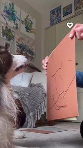 Border Collie Loves to Draw | Poke My Heart