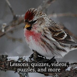 1K reactions · 185 shares | Would you like to learn new skills in identifying the birds around you? Bird Academy's self-paced, online courses are taught by Cornell Lab experts, and help enthusiasts of all levels pursue that passion by providing all the tools, resources, and confidence they need. We believe that learning is a lifetime pursuit, and we invite you to begin that journey with Bird Academy. | Cornell Lab of Ornithology | Facebook