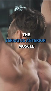 4.2K views · 86 reactions | The Serratus Anterior Muscle...