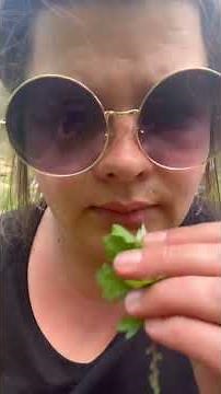 How to ID Mugwort. 🌿