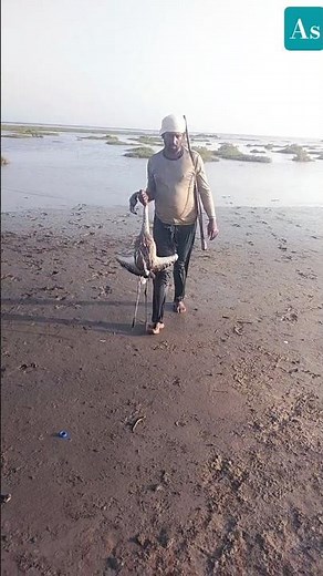 Flamingo 🦩🦩🦩 Hunt with Shotgun