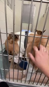 1.6K views · 96 reactions | CVAC Shelter, listed adoptable. ✨LARRY...