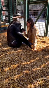 Bamilla getting a bit too friendly ) Hate seeing the cages so important to Rewild . We have rewilded over 80 gorillas back to Congo and Gabon | Freya Aspinall Lee