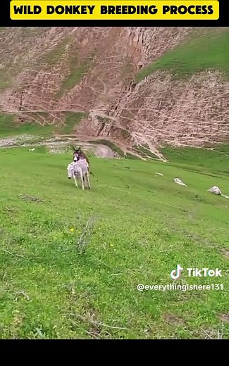 Understanding Donkey Breeding Processes