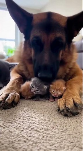 German Shepherd Gently Licks the Kittens While Mama Watches