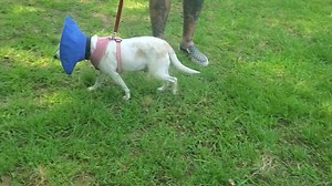 Darling Miss Maggie. This six year old, now retired breeder dog, recovering nicely from her spay is ready for a real home. Loves people and dogs. Gets along nicely with everyone. Not on the website yet but we are happy to take applications. | Georgia Jack Russell Rescue