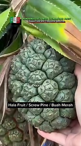 45 reactions · 5 comments | Pandanus Fruit Uses and Benefits. Watch This! #highlight #Pandanus #fruits #manaypeps | Efigenia Lustre | Facebook