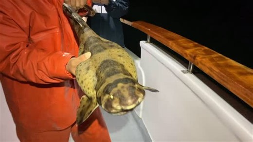 5.9K views · 30 reactions | Hoop net bait raider! It's not always lobster that come to check out the bait tube! This swell shark got a quick ride to the surface before puffing his chest up and getting released! #danawharf . . #danawharf #danawharfsportfishing #fishdanawharf #danapointharbor #seewhatsoutthere #fishing #catchoftheday#takekidsfishing | Dana Wharf Sportfishing | Facebook