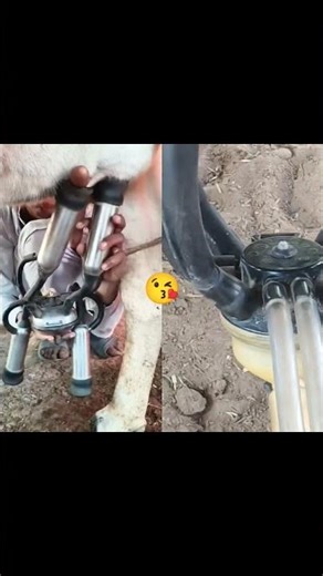 cow milk machine
