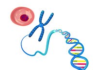 Molecular Genetics Overview ( Read ) | Biology