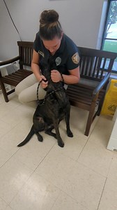 1K views · 43 reactions | Brindle is a Big. Beautiful. Girl. She is a...