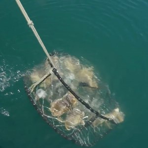 8.9K views · 117 reactions | When you catch your own fresh seafood and then put on a feast, it's hard to beat. Friends of Addicted enjoy quite the seafood buffet after a successful fishing trip. | Addicted Fishing | Facebook