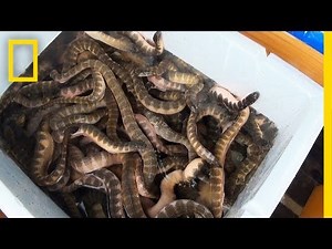 Is Eating Venomous Sea Snakes a Bad Thing? | National Geographic