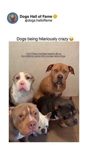 Dogs • Cute Dogs • Dog Videos on Instagram: "Timid dogs demonstrate fear-based behaviors stemming from genetic temperament predispositions, inadequate early socialization, or traumatic experiences creating cautious personalities requiring understanding rather than forced exposure worsening anxiety. Observable signs include cowering postures, tucked tails, averted gazes, trembling, retreat behaviors, and submissive urination when confronted with unfamiliar people, environments, or novel stimuli t
