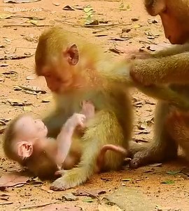 11K views · 48 reactions | Systematically cuddle in family, but Leo want to groom from mom, want private with too. | Wild Monkey Zone | Facebook