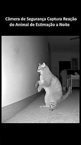 Câmeras Capturam as Reações dos Animais de Estimação a Noite
