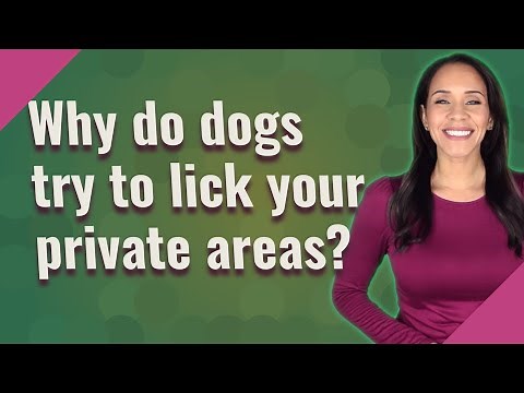 Why do dogs try to lick your private areas?