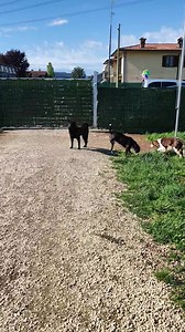 5.4K views · 928 reactions | Ecco Pippo.. E mamma Cristina | Casa Bau..Uno per tutti tutti per loro | Facebook