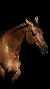 Beatiful Horse #caballos #horse #reelsfacebook #quaterhorse #cuartodemilla #equinos #viralreelsシ #aqha #abqm | Caballossyt Yt